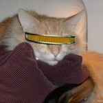 dork-geek-6