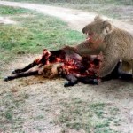 drop-bear