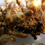 exploding-globitermes-sulphureus-termite