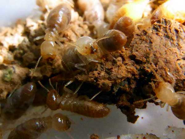 exploding globitermes sulphureus termite 10 Cruel Examples of People Making Animals Explode
