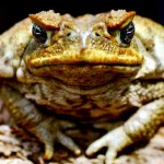 exploding-toad