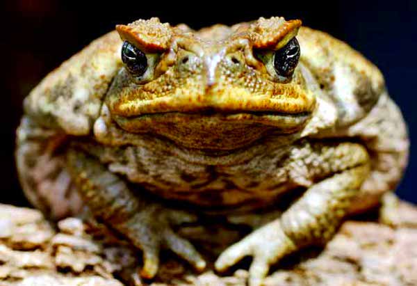 exploding toad 10 Cruel Examples of People Making Animals Explode