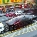 exploding-whale
