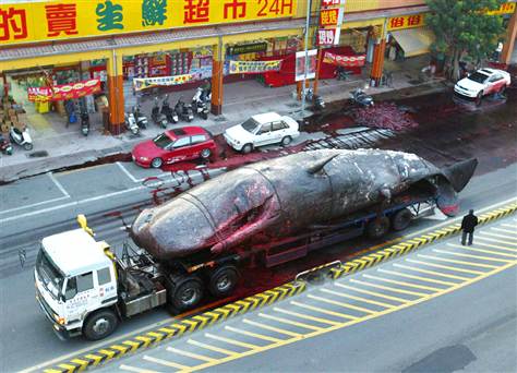 exploding-whale