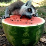 just a lemur eating a watermelon
