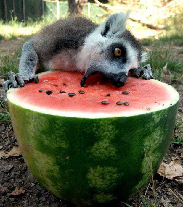 just a lemur eating a watermelon
