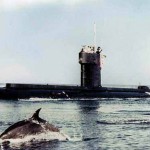 kamikaze-dolphin