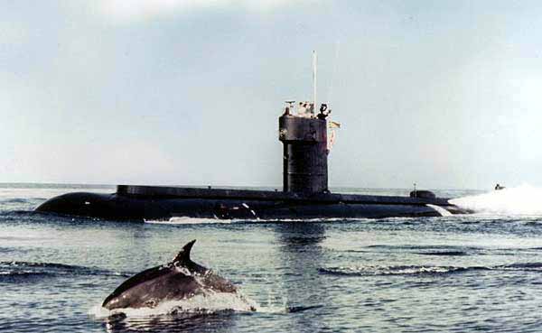 kamikaze dolphin 10 Cruel Examples of People Making Animals Explode