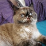 meow gusta