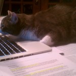 my cat reacts to nyan cat