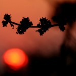 sunset_015