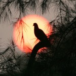 sunset_026