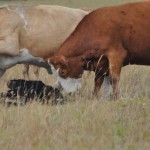 Getting Beef Ain't Easy Son 03