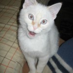 Hypnokitty