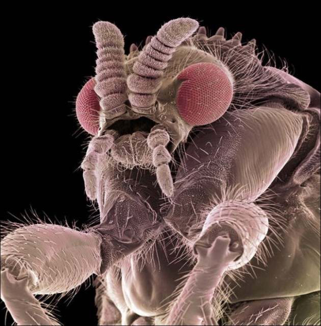 Insect Microscopic Shot 12
