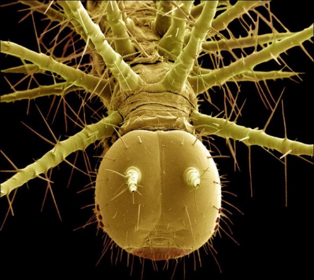 Insect Microscopic Shot 13