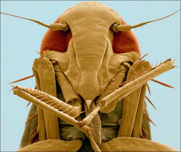 Insect Microscopic Shot 14