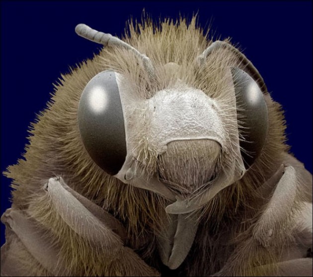 Insect Microscopic Shot 19