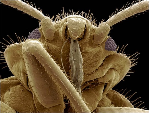 Insect Microscopic Shot 20