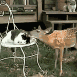 Oh, Deer...