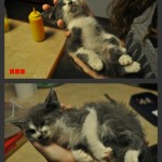 Rescued from the highway...I shall call him Little Britches.