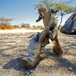 Squirrel Wars