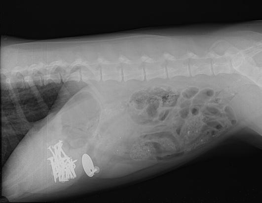 ht dog swallow nails 1h 101027 ssh The 5 Worst Things Found By X Ray Technicians
