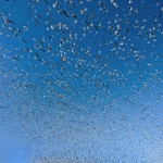 1.3 million birds in one place
