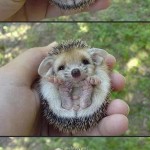 Baby Hedgehog
