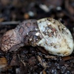 Baby chameleon hatching