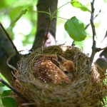 Fawn in a nest