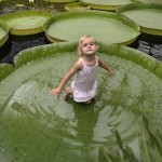 Giant lilypad