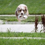 Hover Dog