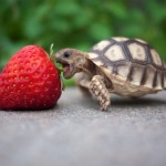 I can has my strawberry