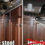Invisible Cat 05