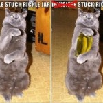 Invisible Cat 07