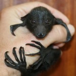 Just a baby bat.