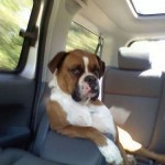 LIKE A BOSS