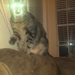 Laser Cat