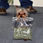 Mans best friend