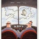 Mountain Goat