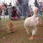 This Duck Has Swagger!
