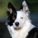 Two-faced dog