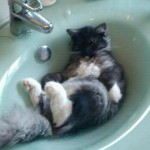Woke up, went into bathroom, saw this.