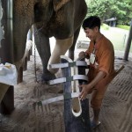 World's only elephant hospital, Thailand