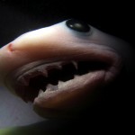animals_inside_womb_10