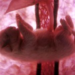 animals_inside_womb_2