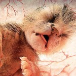 animals_inside_womb_3