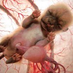 animals_inside_womb_4