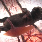 animals_inside_womb_5
